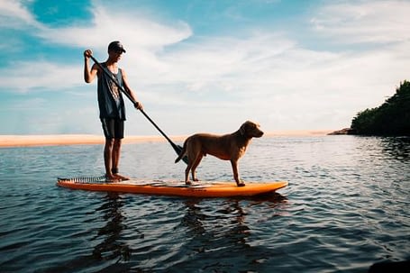 dogs on paddle board dogs on paddle board