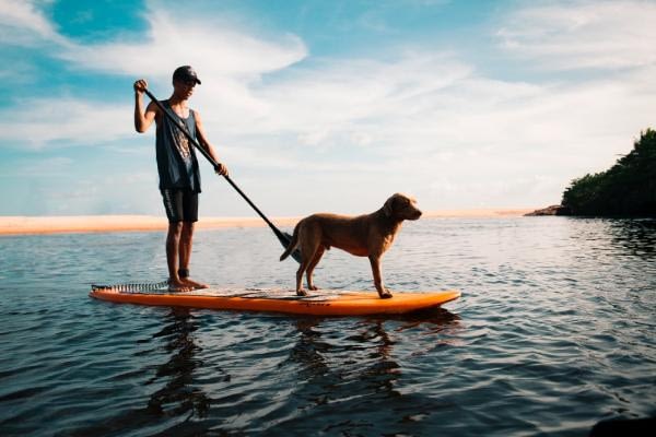 dogs on paddle board dogs on paddle board